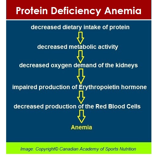 Protein deficiency anemia 2 Canadian Academy of Sports Nutrition caasn