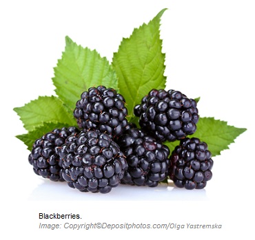 Blackberries. Canadian Academy of Sports Nutrition caasn