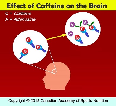 Caffeine 2 Canadian Academy of Sports Nutrition.caasn