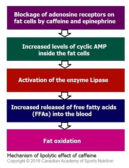 Caffeine 3 Canadian Academy of Sports Nutrition.caasn