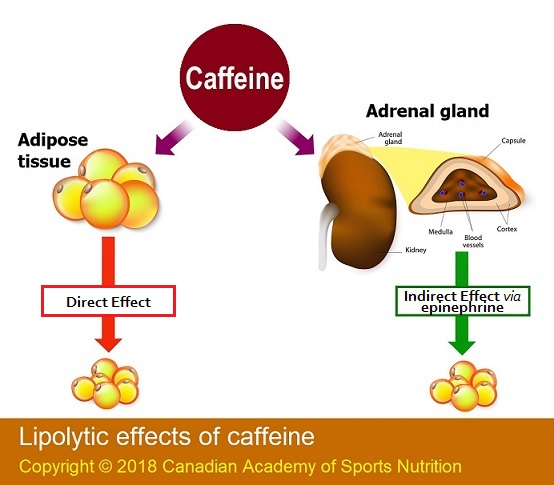 Caffeine 8 Canadian Academy of Sports Nutrition.caasn