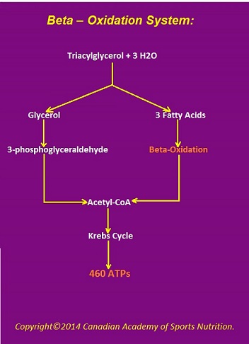 Canadian Academy of Sports Nutrition Beta Oxidation 1