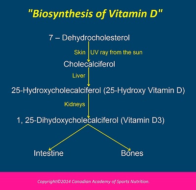 Canadian Academy of Sports Nutrition vitamin D 1