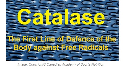Catalase Antioxidant 1 Canadian Academy of Sports Nutrition caasn