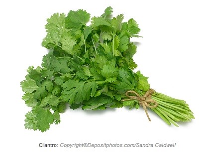 Cilantro. Canadian Academy of Sports Nutrition