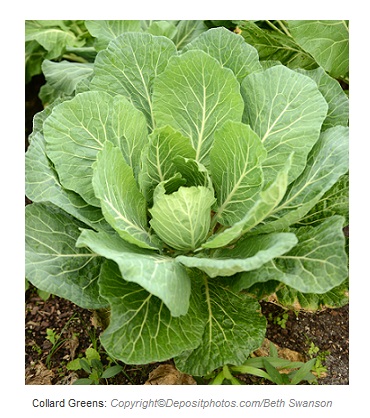 Collard Greens. Canadian Academy of Sports Nutrition