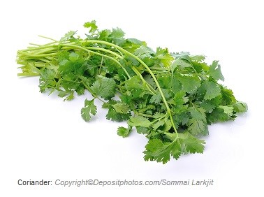 Coriander. Canadian Academy of Sports Nutrition