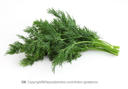 Dill. Canadian Academy of Sports Nutrition