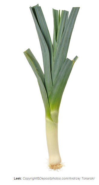 Leek. Canadian Academy of Sports Nutrition