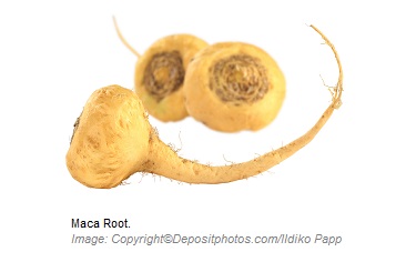 Maca Root 1 Canadian Academy of Sports Nutrition caasn