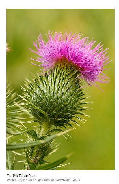 Milk thistle Antioxidant 1 Canadian Academy of Sports Nutrition caasn