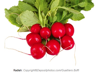 Radish. Canadian Academy of Sports Nutrition