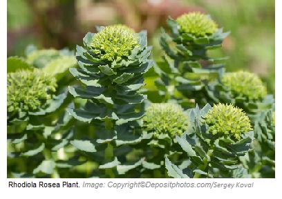 Rhodiola rosea 1 Canadian Academy of Sports Nutrition caasn