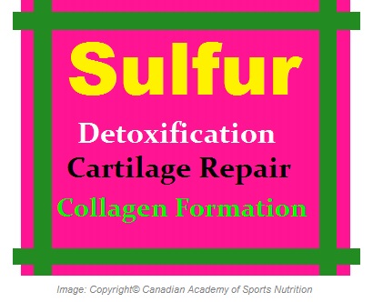 Sulfur Antioxidant 1 Canadian Academy of Sports Nutrition caasn