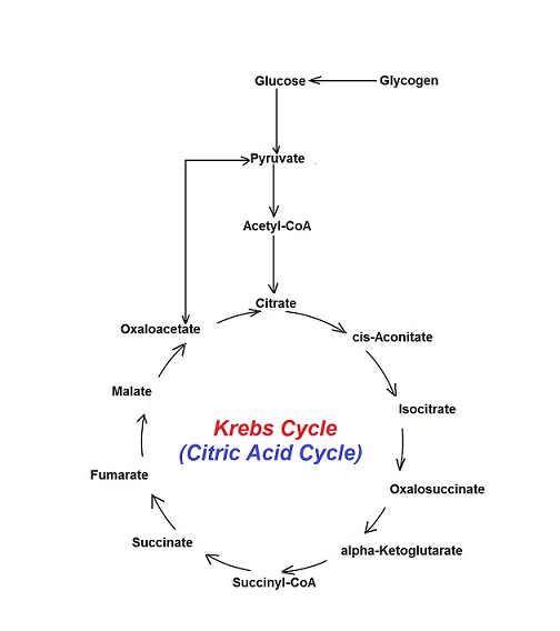 caasn krebs cycle