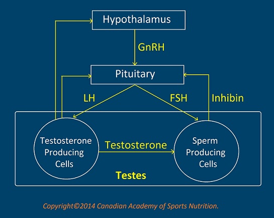 canadian academy of sports nutrition testosterone 1