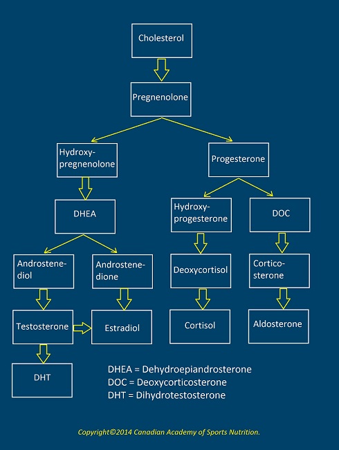 canadian academy of sports nutrition testosterone 2