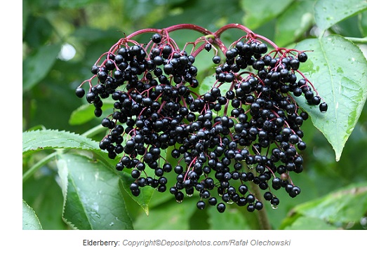 elderberry caasn
