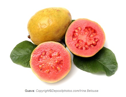 guava caasn