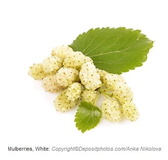 mulberries white caasn