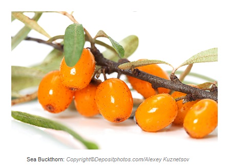 sea buckthorn caasn