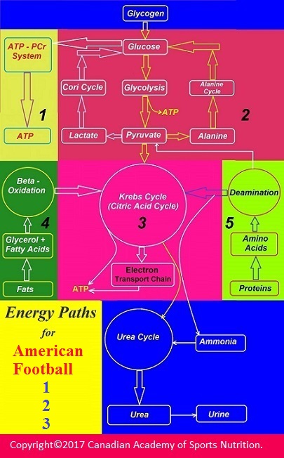 American football 2 Canadian Academy of Sports Nutrition