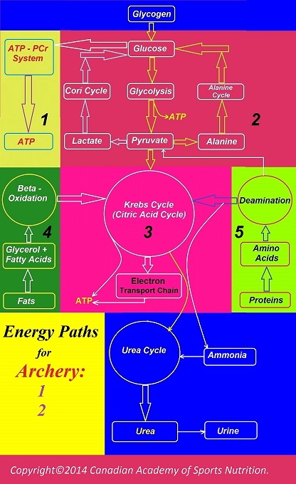 Archery 2 Canadian Academy of Sports Nutrition caasn