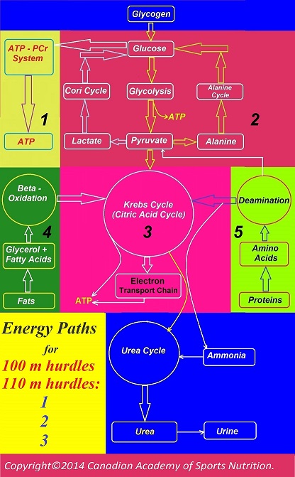 Athletics 110 hurdles 2 Canadian Academy of Sports Nutrition caasn