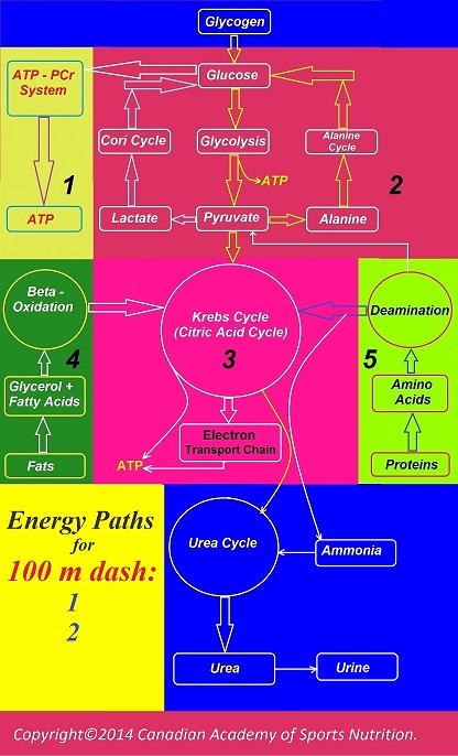 Athletics dash 100 m 2 Canadian Academy of Sports Nutrition caasn