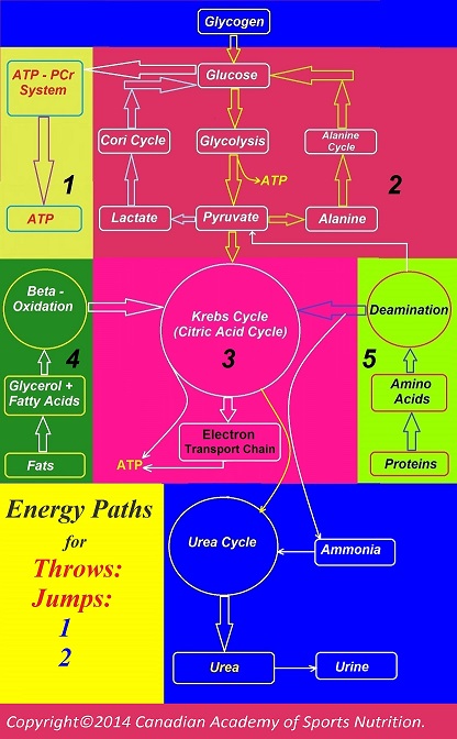 Athletics pole vault 2 Canadian Academy of Sports Nutrition caasn