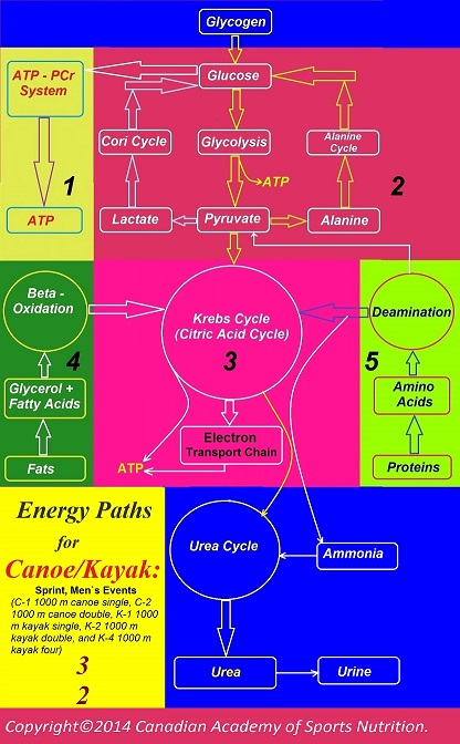 Canoe Kayak 8 Canadian Academy of Sports Nutrition caasn