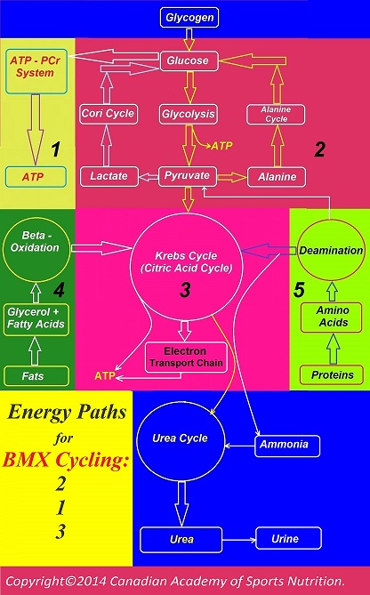 Cycling BMX 2 Canadian Academy of Sports Nutrition caasn
