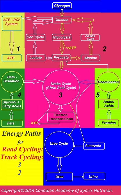 Cycling Track cycling 2 Canadian Academy of Sports Nutrition caasn