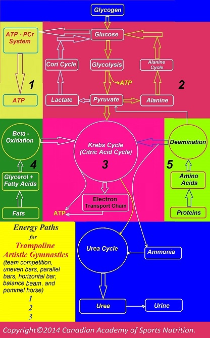 Gymnastics 5 Canadian Academy of Sports Nutrition caasn