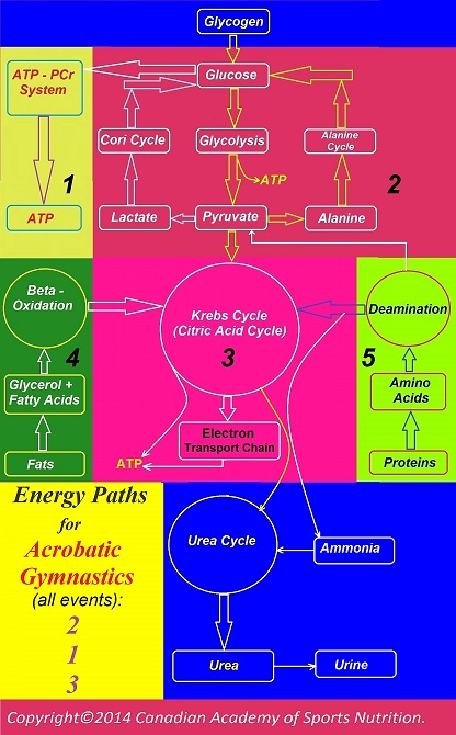 Gymnastics 9 Canadian Academy of Sports Nutrition caasn