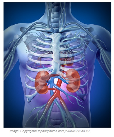 Kidney infection 1 Canadian Academy of Sports Nutrition caasn