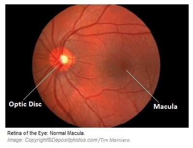 Macular degeneration 1 Canadian Academy of Sports Nutrition caasn