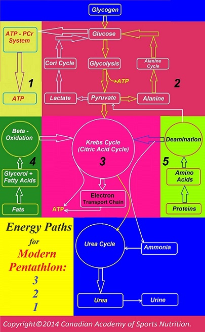 Modern Pentathlon 2 Canadian Academy of Sports Nutrition caasn