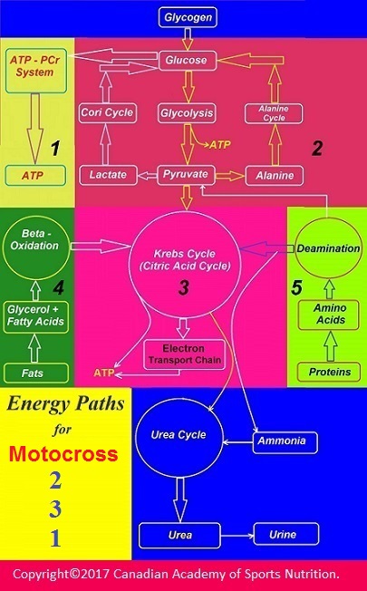 Motocross 2 Canadian Academy of Sports Nutrition caasn