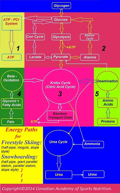 Ski 5 Canadian Academy of Sports Nutrition caasn