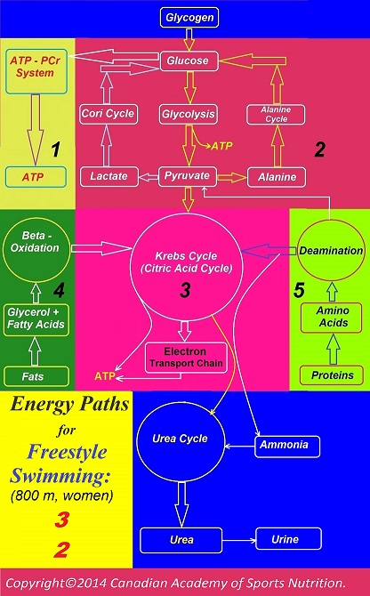 Swimming 11 Canadian Academy of Sports Nutrition caasn