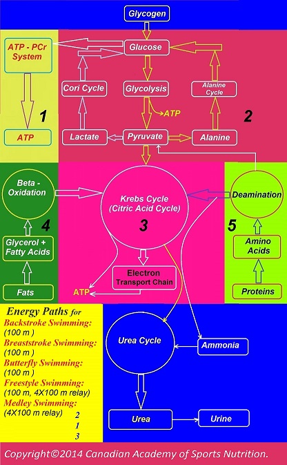 Swimming 5 Canadian Academy of Sports Nutrition caasn