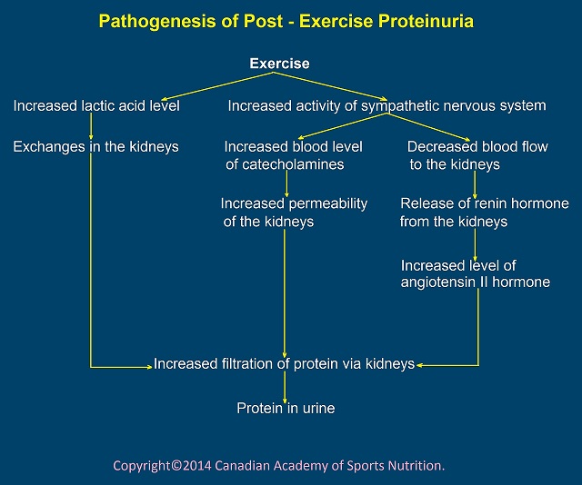 post exercise proteinuria caasn 1